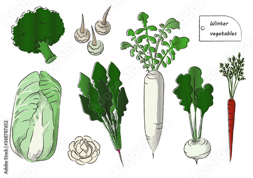 日本の冬野菜のイラスト　Japanese winter vegetableｓ