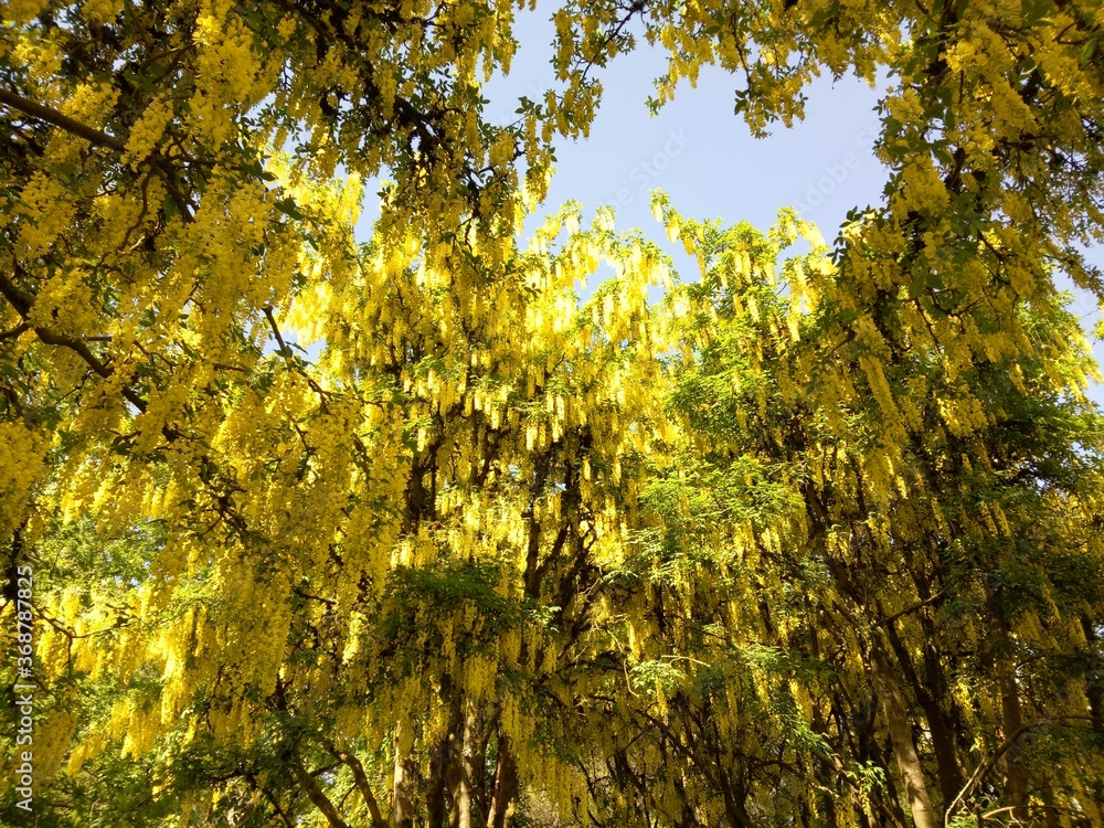 Laburnum flowers in Van Dusen Botanical Garden, Vancouver, British Columbia Laburnum flowers in Van Dusen Botanical Garden, Vancouver, British Columbia