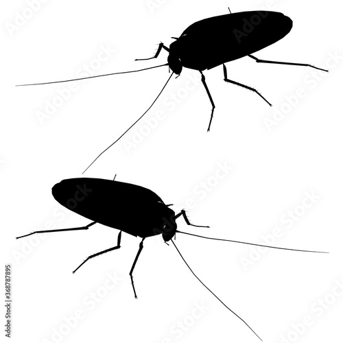Detailed cockroach silhouette. Isometric view. Cockroach isolated on white background. Vector illustration