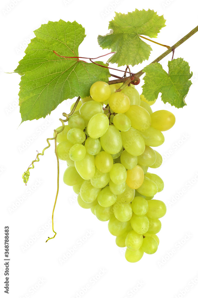 Bunch of green grapes on branch isolated on white background Bunch of green grapes on branch isolated on white background