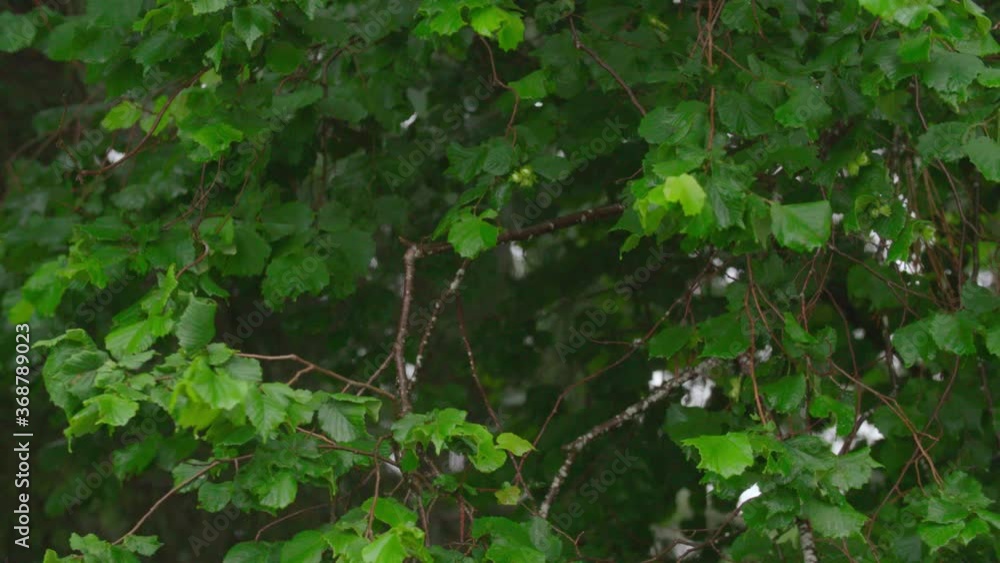 Forest tree and bush in rain in Austria