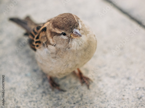 sparrow on the ground photo