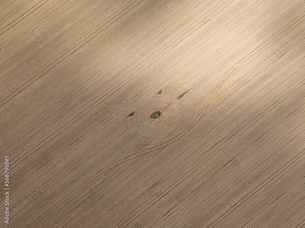 Ripe wheat field in Ukraine. Summer clear day. Aerial view. Ripe wheat field in Ukraine. Summer clear day. Aerial view.