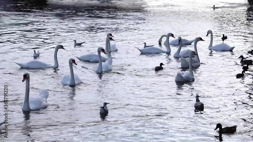 Swans, ducks, birds searching for food at bottom of river Rhone, Geneva, Switzerland