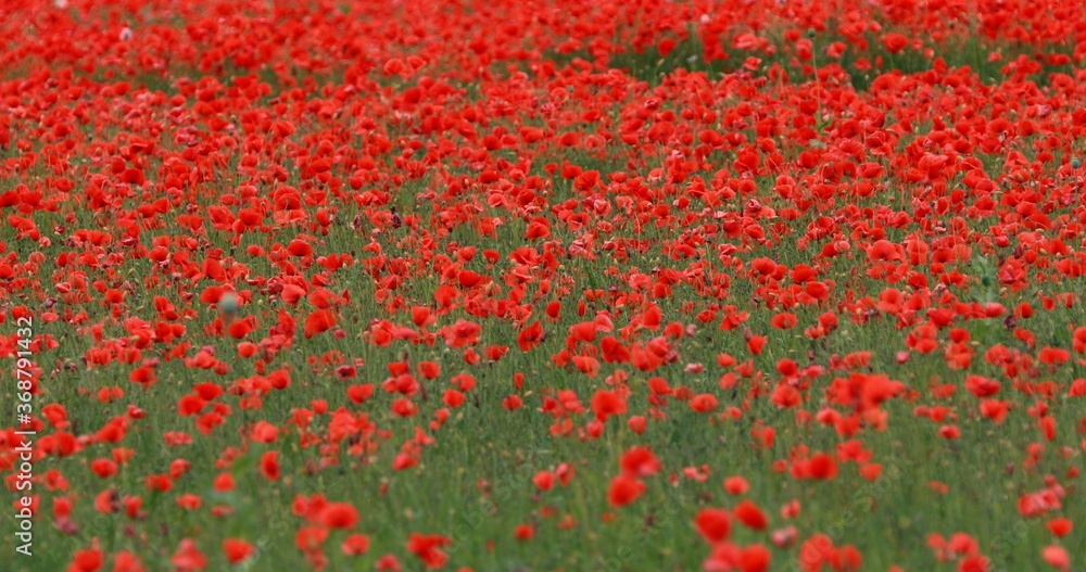 The view of poppies fields