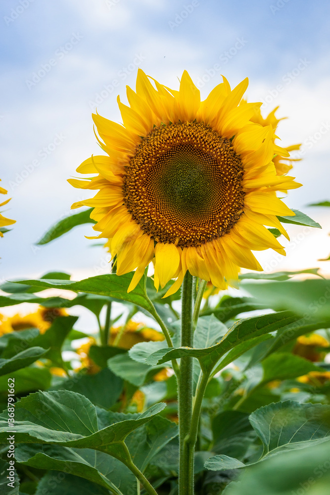 Sunflower field landscape.