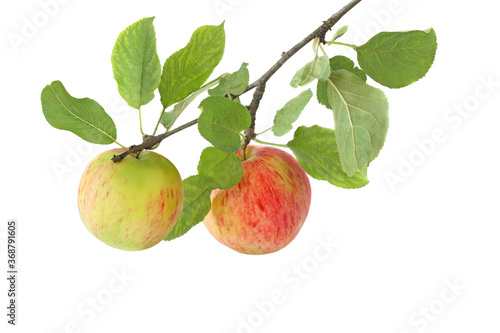 Two apples on a branch isolated on white background
