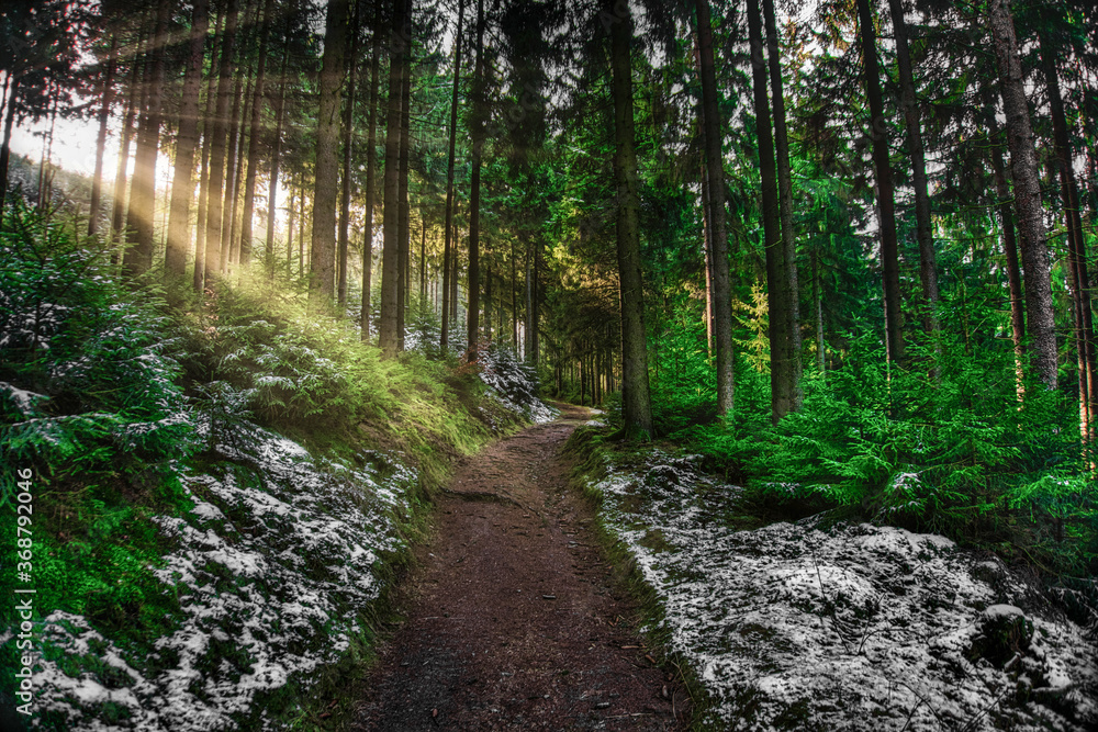 Die Sonne strahlt in den Wald hinein Die Sonne strahlt in den Wald hinein