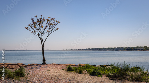 tree on the beach