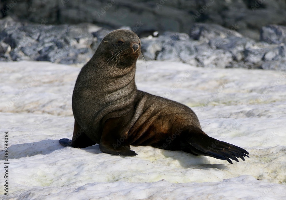 Fototapeta premium Fur seal looking satisfied, on snow, Antarctica