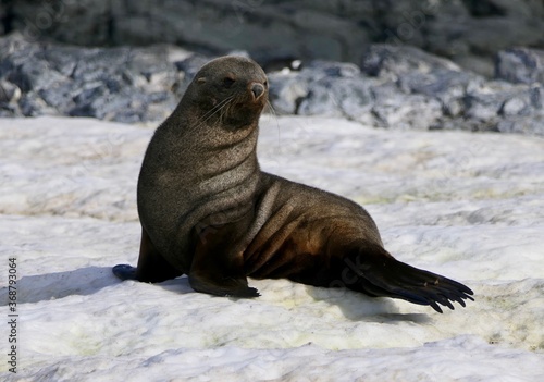 Fur seal looking satisfied, on snow, Antarctica