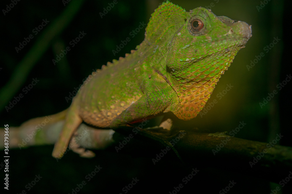 Obraz premium スリランカのインドシナウォータードラゴン(chinese water dragon)