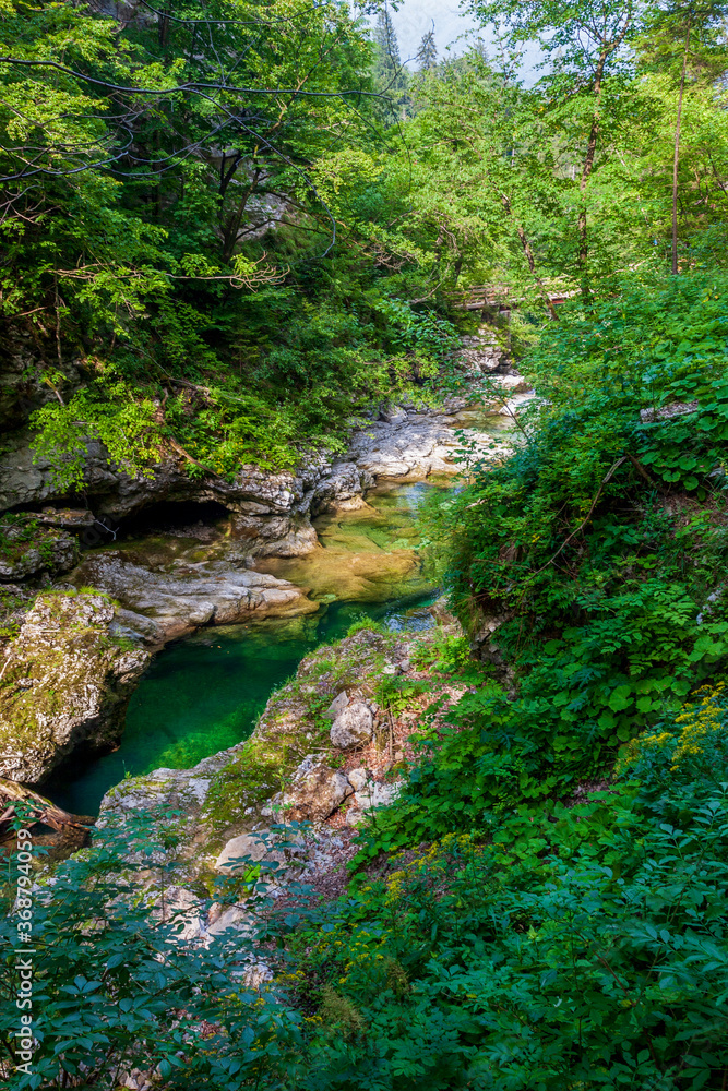 mountain river in the forest