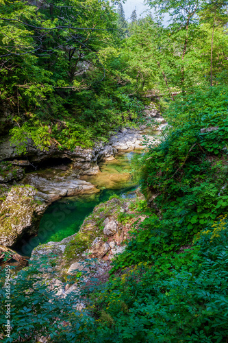 mountain river in the forest