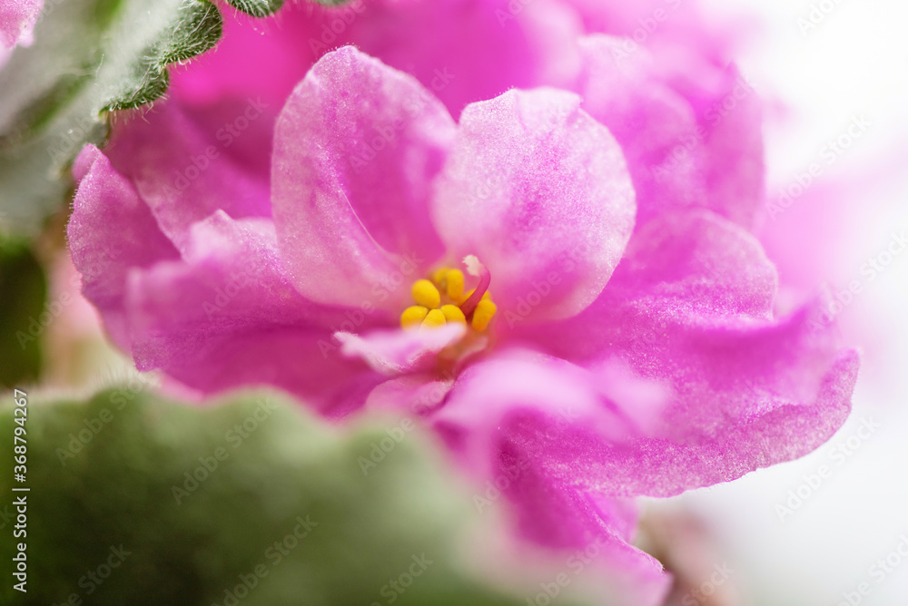 Doashnik violet flower. Close-up photographed. Doashnik violet flower. Close-up photographed.