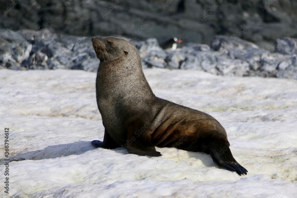 Fototapeta premium Grumpy looking fur seal on snow, Antarctica