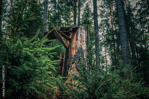 Zerstörte Wälder © Waldtoifel