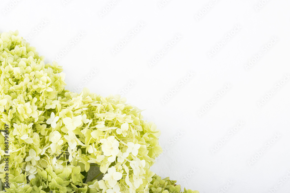 beautiful flower background of hydrangea in light colors, top view, space for text beautiful flower background of hydrangea in light colors, top view, space for text