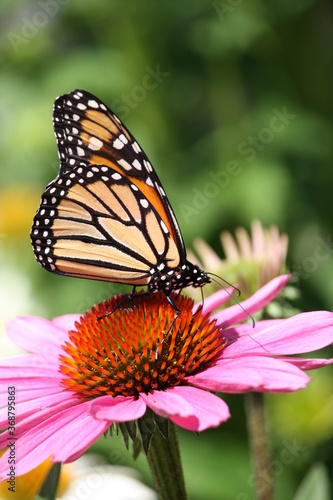 Monarch butterfly on a bright flower