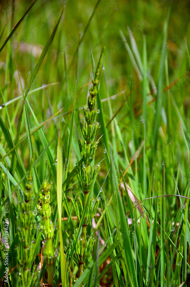 Morning dew on the green grass. Horsetail and Wheatgrass grow on the lawn. Vertical photo Morning dew on the green grass. Horsetail and Wheatgrass grow on the lawn. Vertical photo