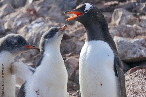 Penguin feeding hungry fluffy chicks  stone island  Antarctica