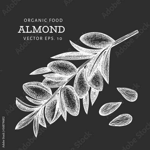 Hand drawn sketch almond branch. Organic food vector illustration isolated on chalk board. Vintage nut illustration. Engraved style botanical picture.