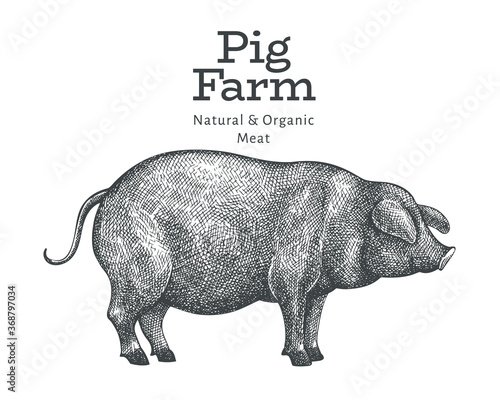 Hand drawn farm animal illustration. Vector pig sketch. Retro hog illustration