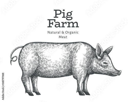 Hand drawn farm animal illustration. Vector pig sketch. Retro hog illustration