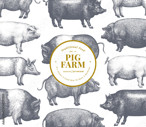 Hand drawn farm animals background. Vector pig design template. Retro hog illustration