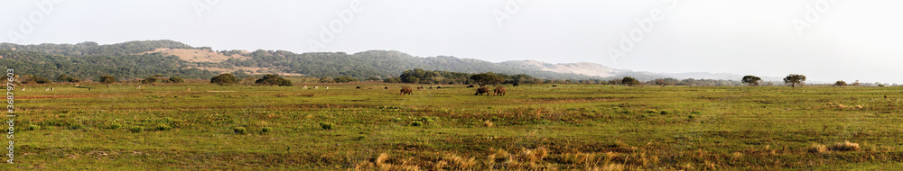 Panorama of landscape with grazing black rhinos at iSimangaliso Wetland Park, South Africa Panorama of landscape with grazing black rhinos at iSimangaliso Wetland Park, South Africa