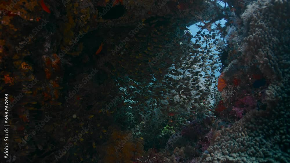 A school of Golden sweepers (Parapriacanthus ransonneti) swims among colorful corals , Indonesia A school of Golden sweepers (Parapriacanthus ransonneti) swims among colorful corals , Indonesia