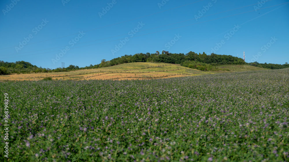 Magnificent spring landscape. Alfalfa fields in bloom and tree-lined hill, under an azure blue sky
Magnificent spring landscape. Alfalfa fields in bloom and tree-lined hill, under an azure blue sky