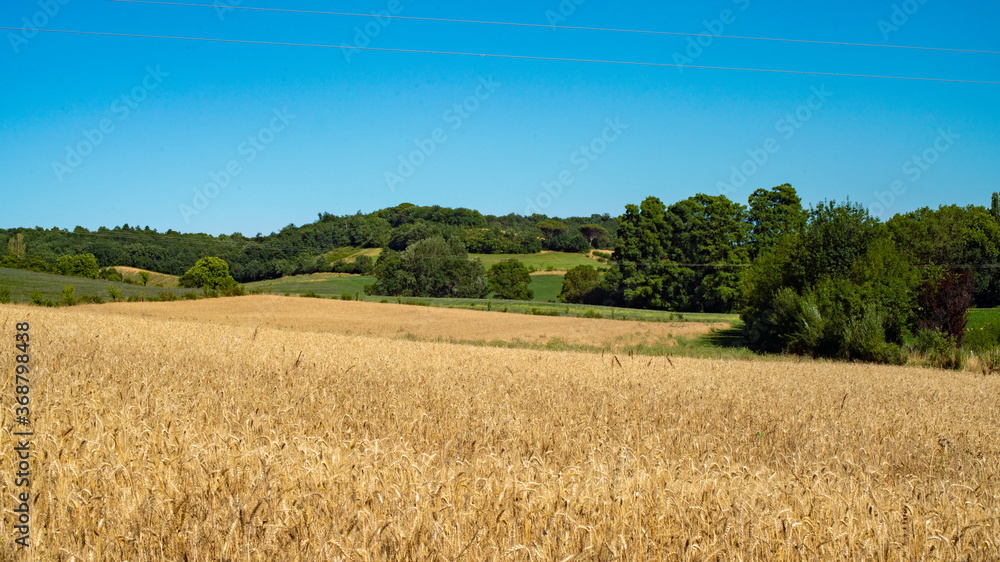 
Magnificent golden landscape, wheat field in spring and green hills in the distance, under an azure blue sky