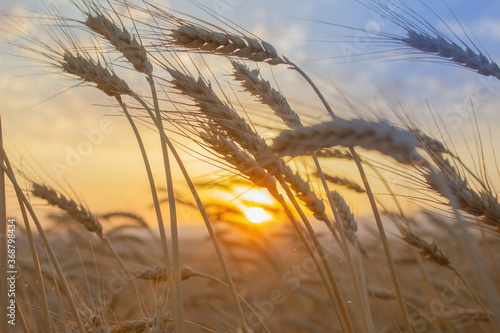 Wheat field. Ears of golden wheat close up. Harvesting concept