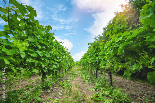 Vineyard in the summer with fresh green fruits