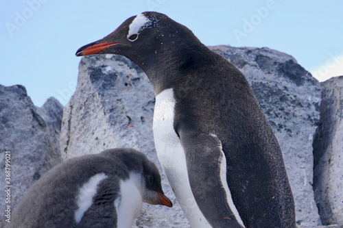 penguin mother feeding fluffy chicks  food chasing  stone island   Antarctica