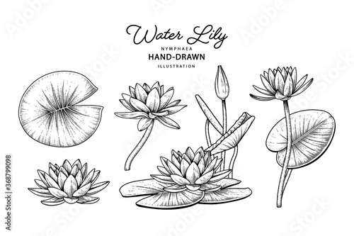 Sketch Floral decorative set. Water lily flower drawings. Black line art isolated on white backgrounds. Hand Drawn Botanical Illustrations. Elements vector.