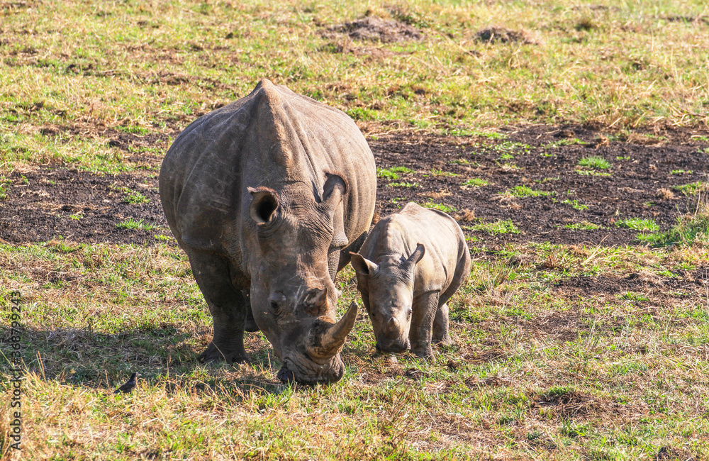 Obraz premium Black rhino with baby at iSimangaliso Wetland Park (previously Greater St. Lucia Wetland Park) near St Lucia, South Africa