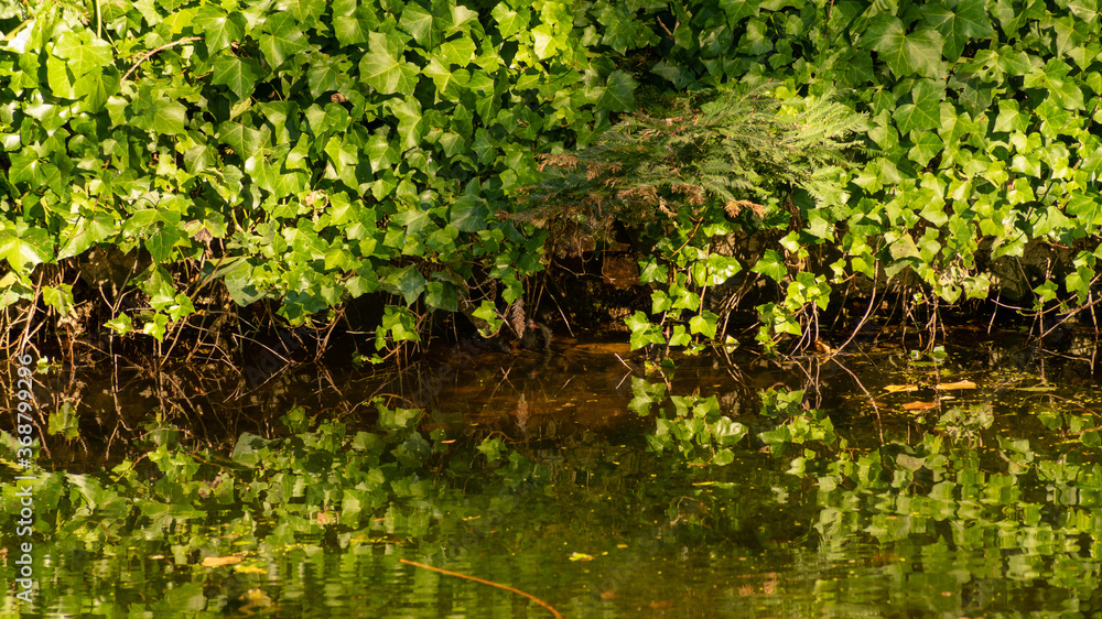 Baby moorhen in a pond sheltered by abundant ivy
Baby moorhen in a pond sheltered by abundant ivy