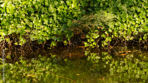 Tableau sur toile Baby moorhen in a pond sheltered by abundant ivy