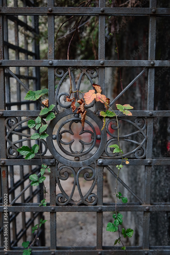 beautiful patterned metal lattice with ivy