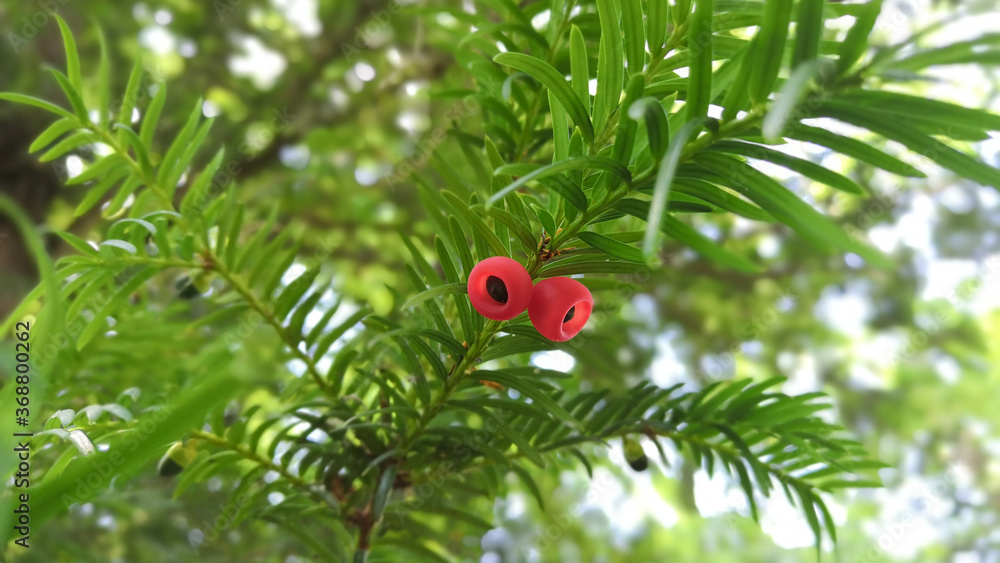 Close-up of the bright red berries of a yew, in spring
Close-up of the bright red berries of a yew, in spring