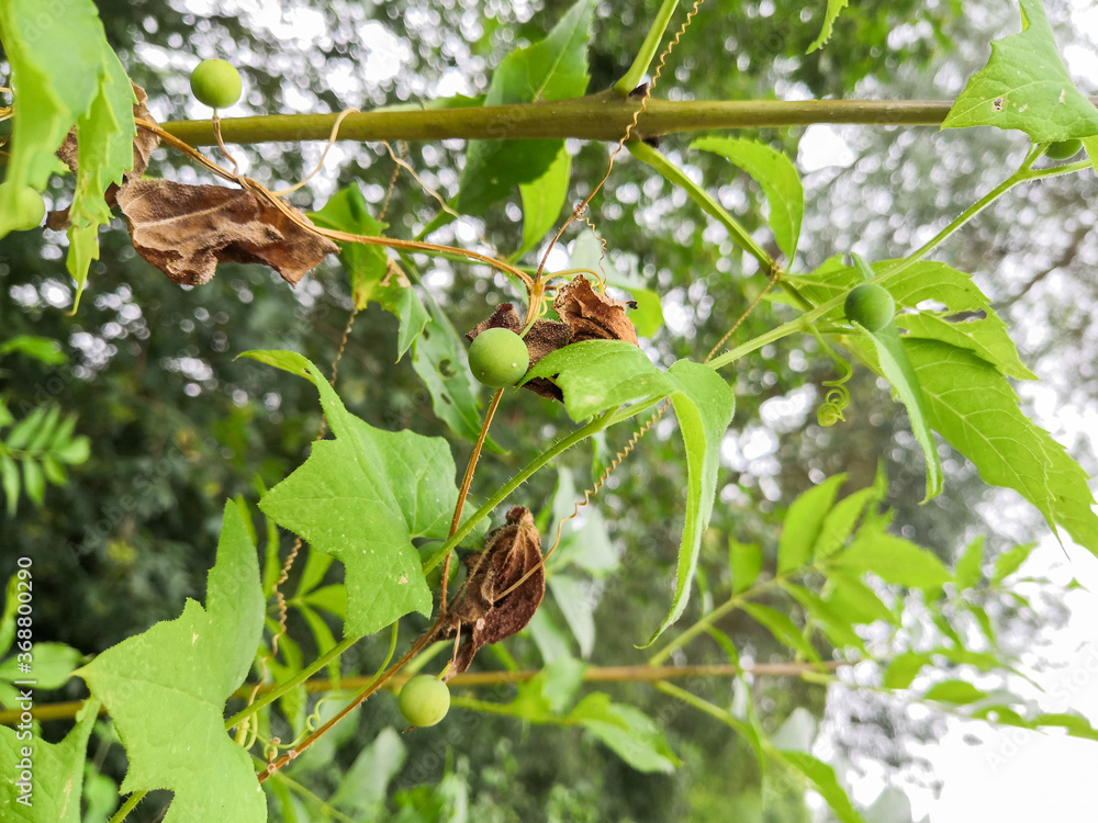 
Dioecious Bryony, a climbing plant with poisonous green berries, in spring