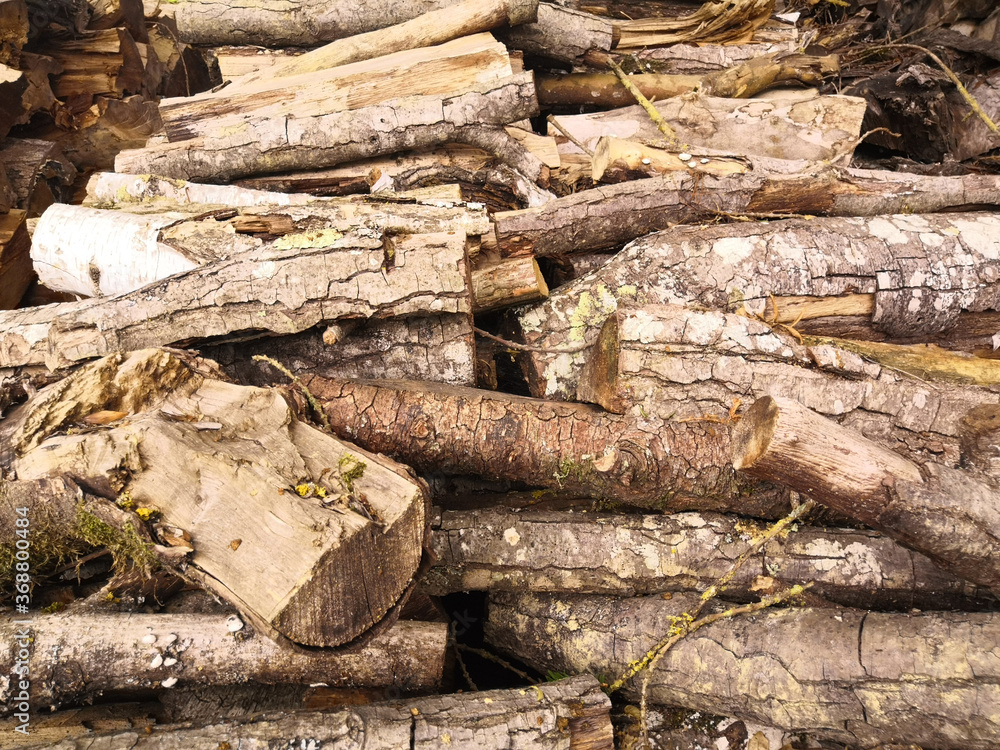 Aisles of cut logs, piled one on top of the other, on a floor of dead leaves
Aisles of cut logs, piled one on top of the other, on a floor of dead leaves