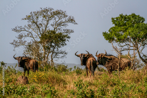 Three wildebeest antelopes at iSimangaliso Wetland Park (previously Greater St. Lucia Wetland Park) near St Lucia, South Africa