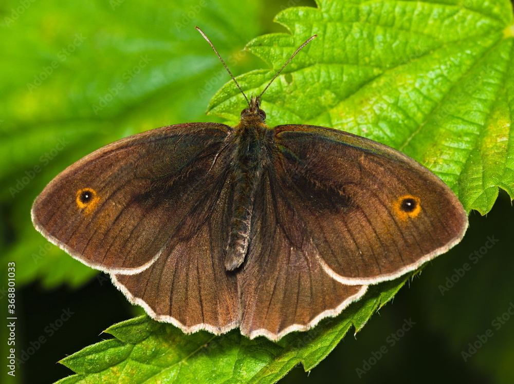 Obraz premium Butterfly on leaf. meadow brown (Maniola jurtina)