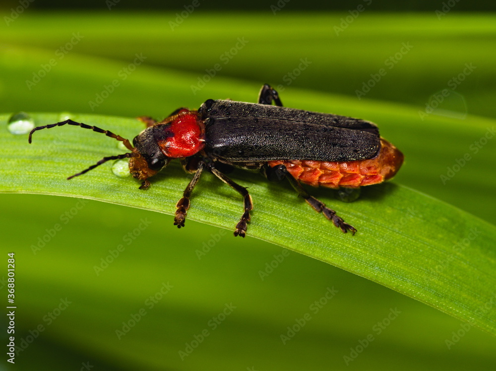 Bug on leaf. Cantharis fusca.
Bug on leaf. Cantharis fusca.