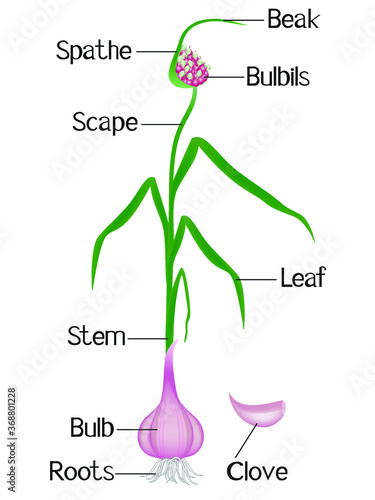 Part of a garlic plant on a white background.