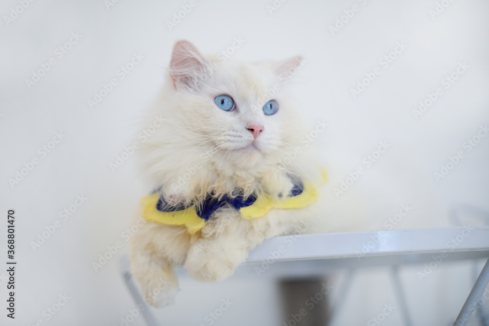 Solid white Ragdoll cat sit on table, beautiful blue eyes