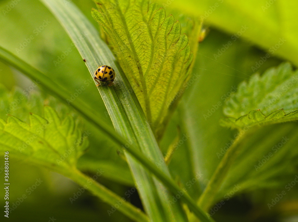 Walking away. Ladybird on a leaf. Walking away. Ladybird on a leaf.